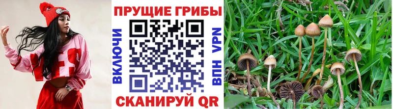 купить цена Мариинский Посад Галлюциногенные грибы Magic Shrooms